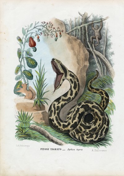 Indischer Python, 1863-79 von Raimundo Petraroja